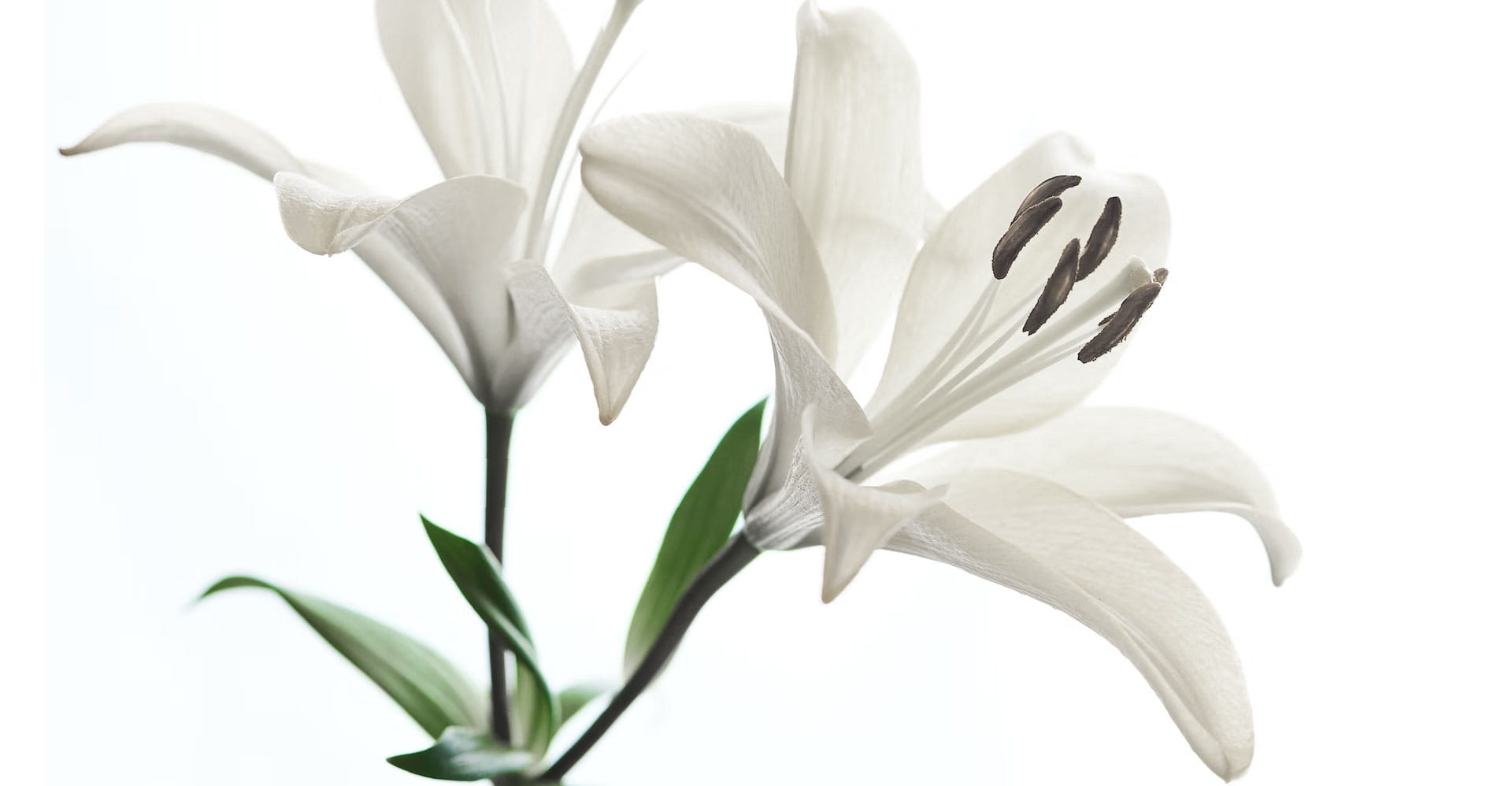 white lily flower photo