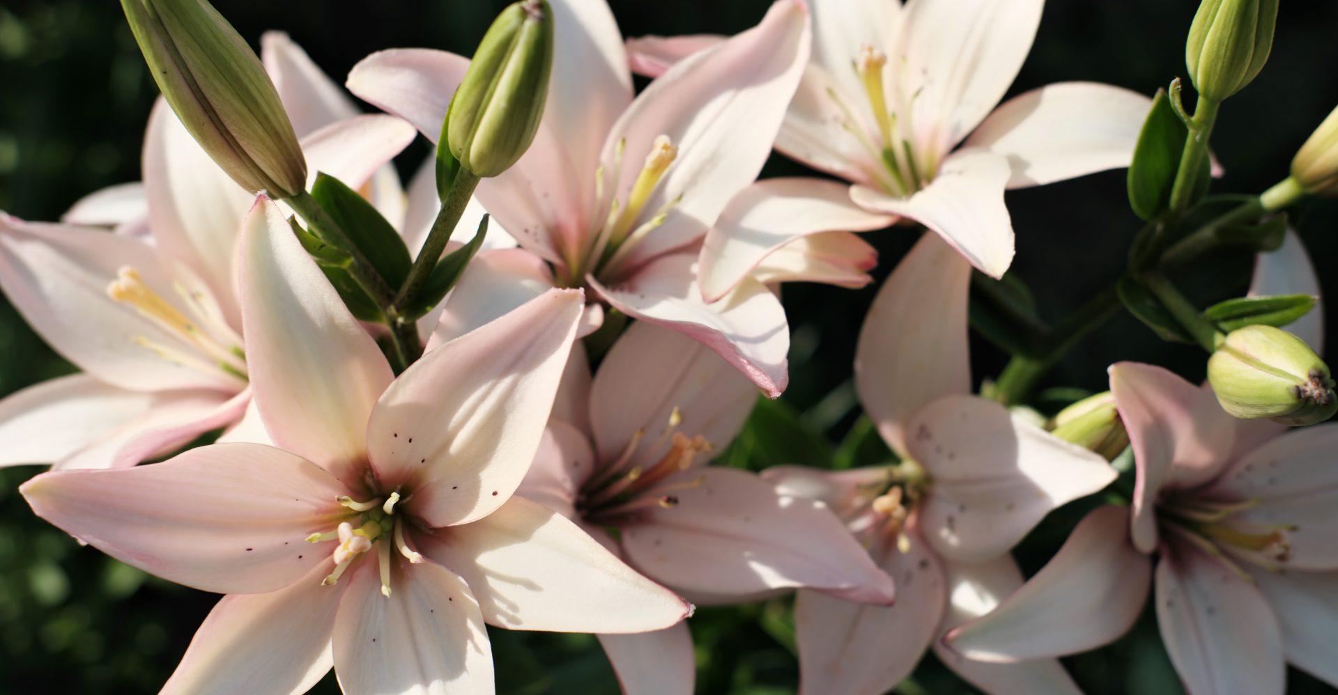 close-up-view-of-delicate-pink-lilies-blooming-in-2026-03-16-06-04-35-utc-min